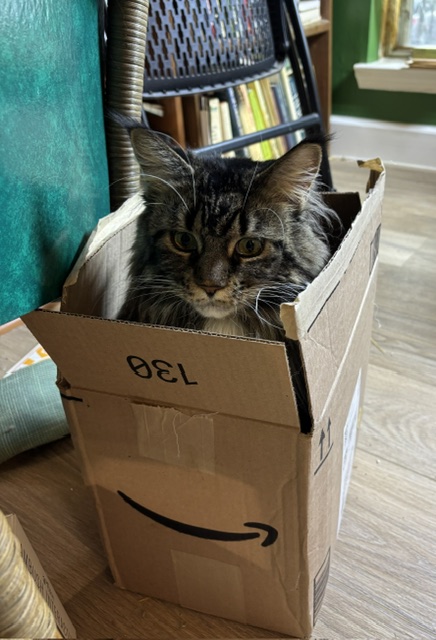 cat n box lirio.jpg